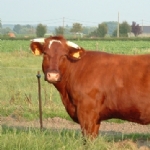 Hof Ten Hullenhove Hoeve Toerisme Belgie